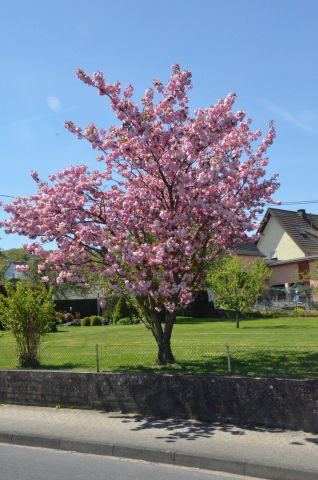 Impressionen vom Volkswandertag